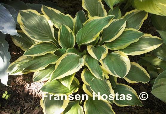 Hosta Lakeside Cranberry Relish